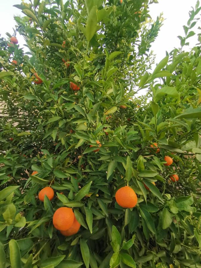 Almazham Camp