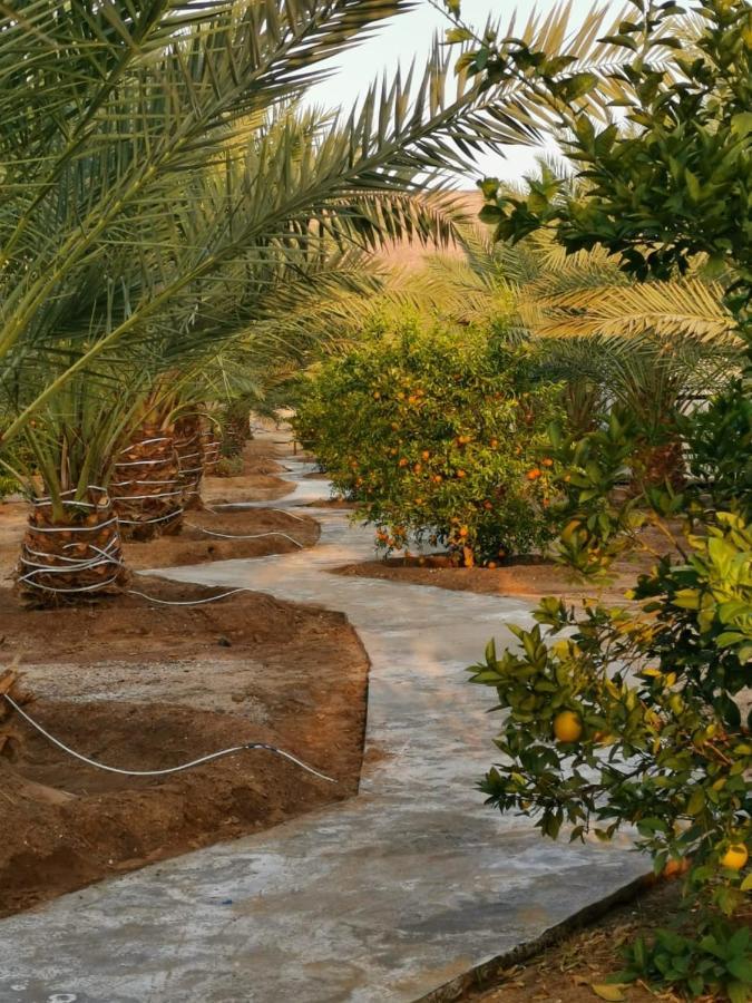 Almazham Camp Luxury tent