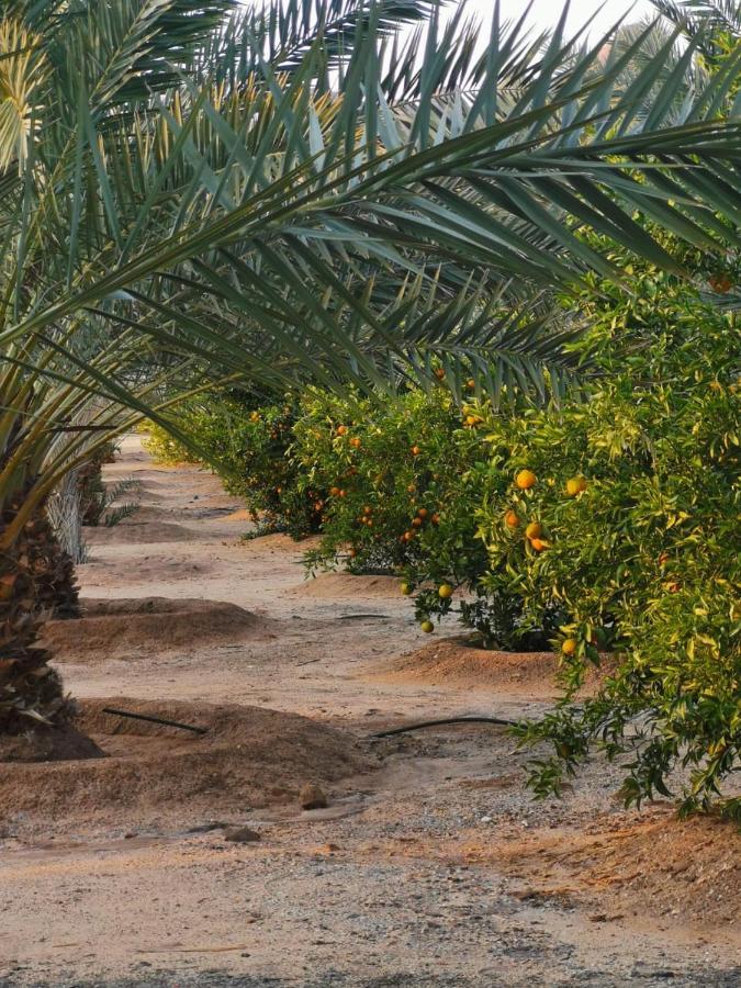 Luxury tent Almazham Camp Al Ula